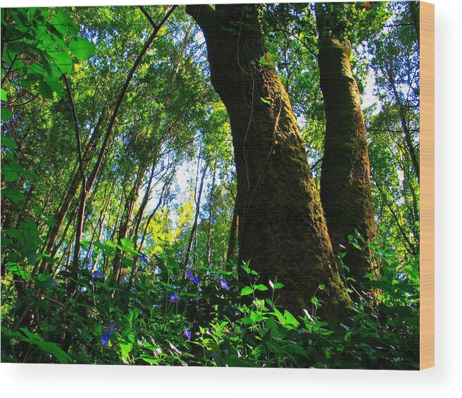 Forest Wood Print featuring the photograph Deep In The Forest by Derek Dean