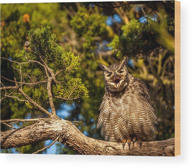 Owl Wood Print featuring the photograph Deep Reyes by Kevin Dietrich