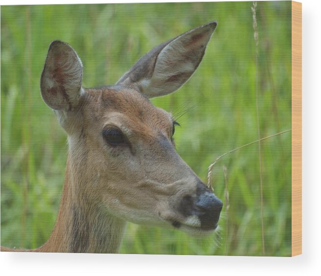 Deer Wood Print featuring the photograph Deer Upclose by HW Kateley