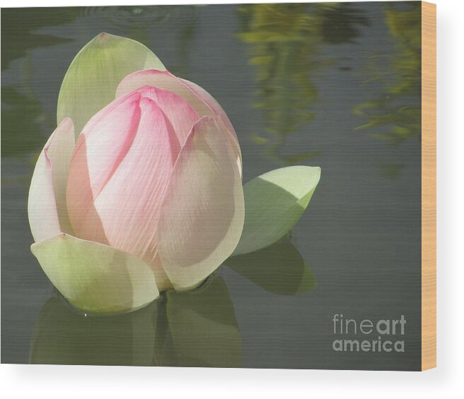 Flower Wood Print featuring the photograph Delicate Pink Water Lily by Anita Adams