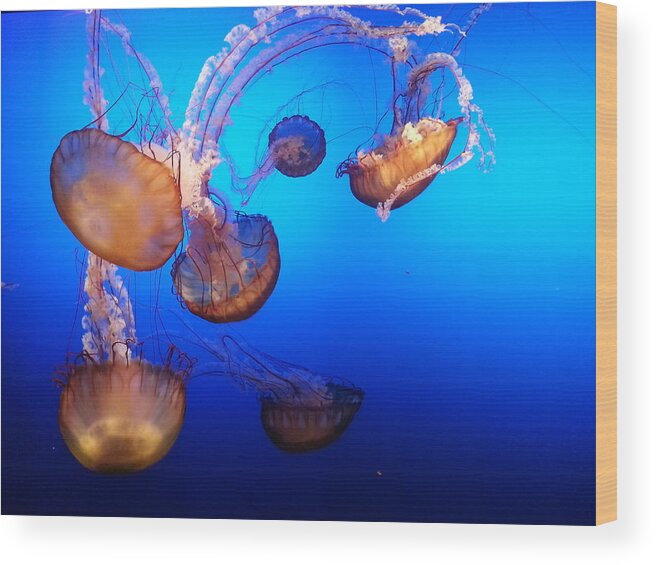 Jellyfish Wood Print featuring the photograph Delicate Waltz by Caryl J Bohn