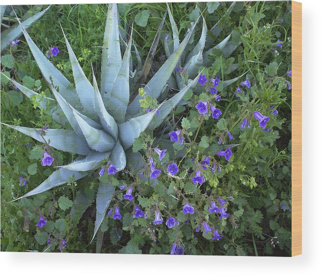 Feb0514 Wood Print featuring the photograph Desert Bluebell And Agave by Tim Fitzharris