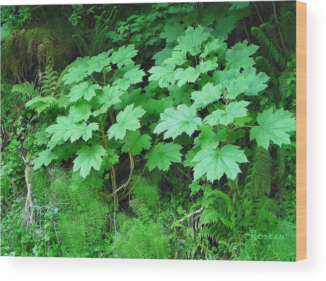 Trees Wood Print featuring the photograph Devil's Club by A L Sadie Reneau