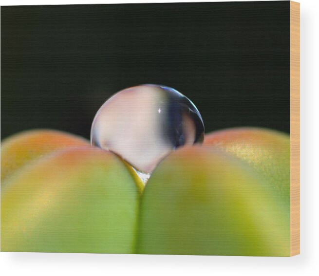 Dew Wood Print featuring the photograph Dew on Cactus by Joe Schofield