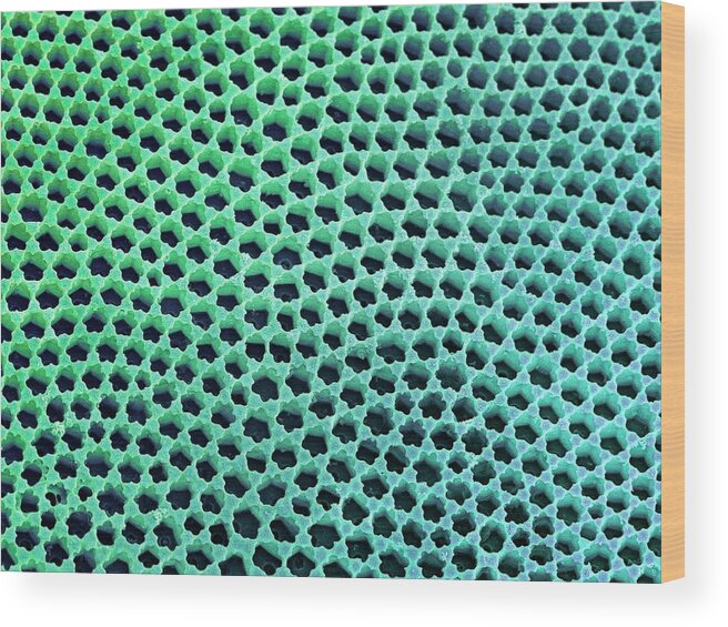 Coscinodiscus Wood Print featuring the photograph Diatom Cell Wall by Steve Gschmeissner