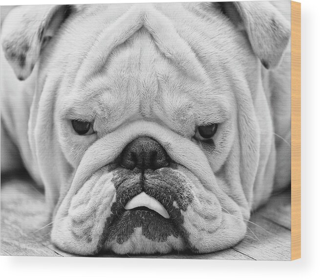 Pets Wood Print featuring the photograph Dog Face by Jody Trappe Photography