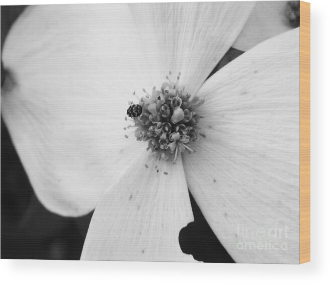 Flower Wood Print featuring the photograph Dogwood Black and White 2 by Andrea Anderegg
