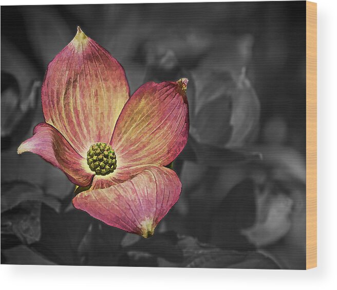 Ron Roberts Wood Print featuring the photograph Dogwood Bloom by Ron Roberts