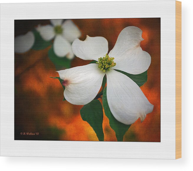 2d Wood Print featuring the photograph Dogwood Blossom by Brian Wallace