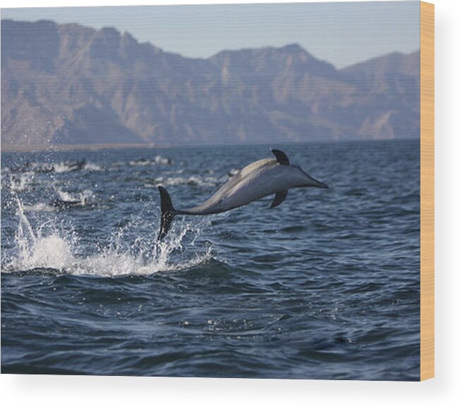 Seascape Art Wood Print featuring the photograph Dolphin Dance by Kandy Hurley