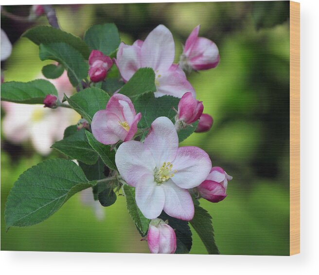 Door County Wood Print featuring the photograph Door County Apple Blossoms by David T Wilkinson