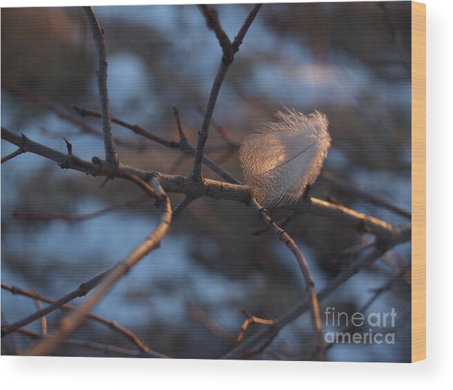 Branch Wood Print featuring the photograph Downy Feather Backlit on Wintry Branch at Twilight by Anna Lisa Yoder