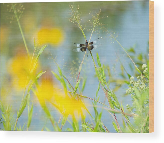 Dragonfly Wood Print featuring the photograph Dragonfly Beauty by Stacy Abbott