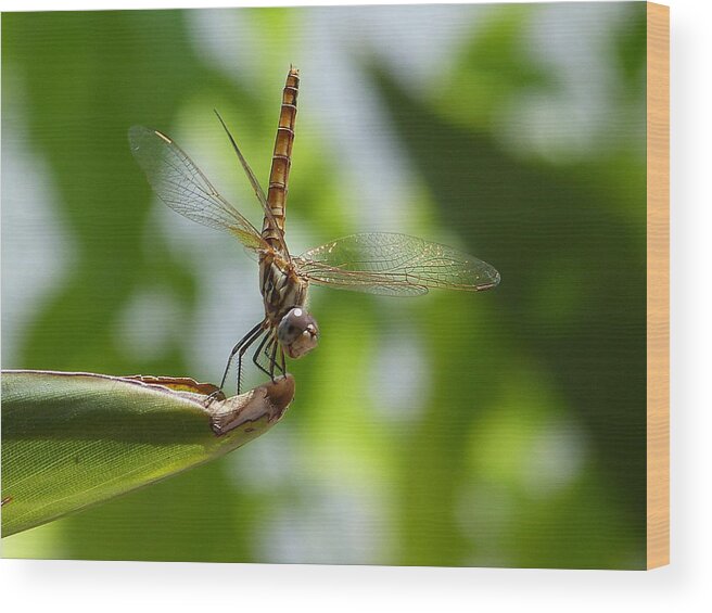  Wood Print featuring the photograph Dragonfly by Janina Suuronen
