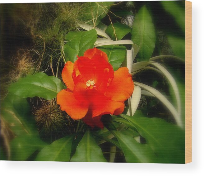 Fine Art Wood Print featuring the photograph Dream Flower by Rodney Lee Williams