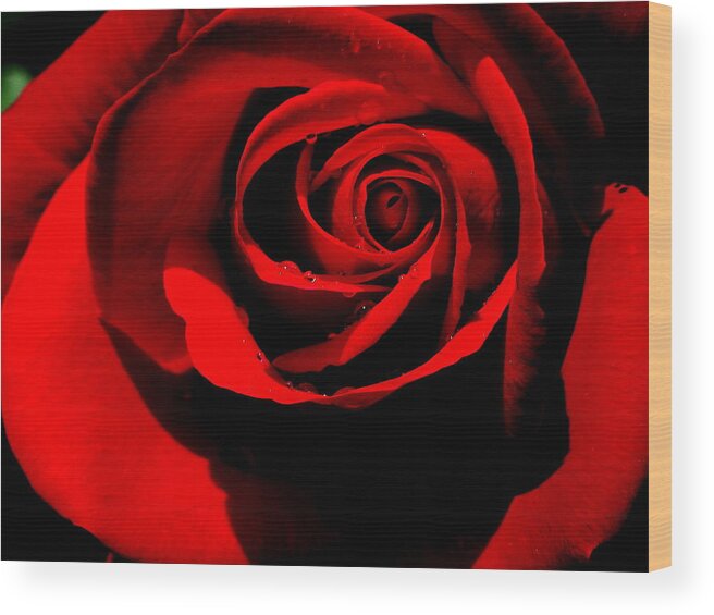 Rose Wood Print featuring the photograph Dreams In Red Number 2 by Derek Dean