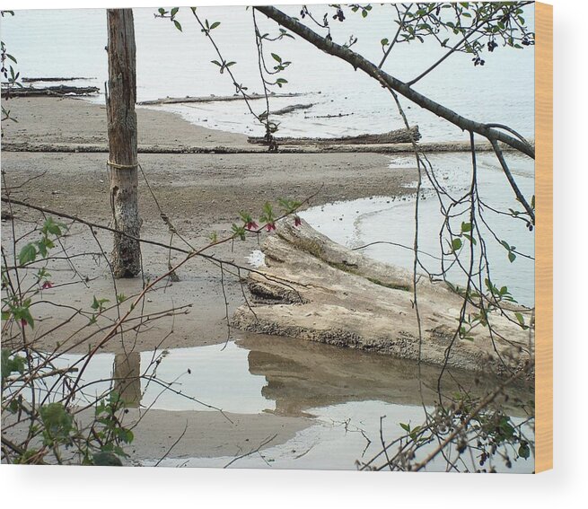Seascape Wood Print featuring the photograph Driftwood Reflections by Wayne Enslow