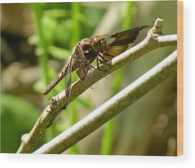 Dragon Fly Wood Print featuring the photograph Drying by Azthet Photography
