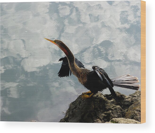 Bird Wood Print featuring the photograph Drying Her Wings by Judy Wanamaker