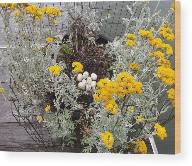 Flora Wood Print featuring the photograph Duck eggs by Bill TALICH