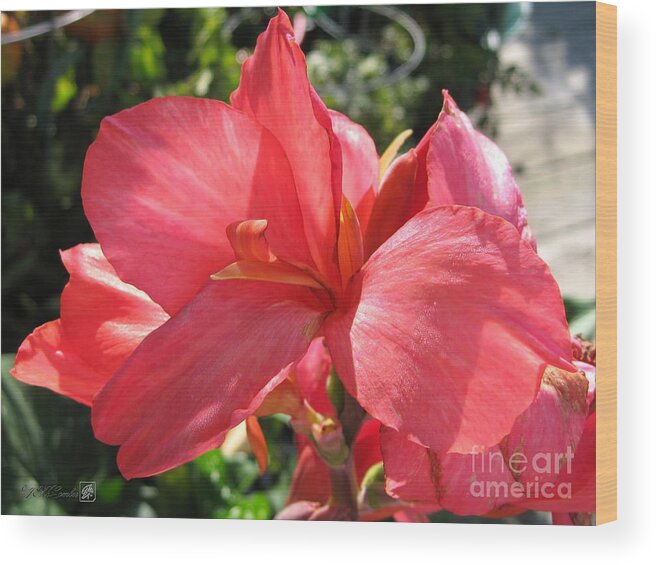 Canna Wood Print featuring the photograph Dwarf Canna Lily named Shining Pink by J McCombie
