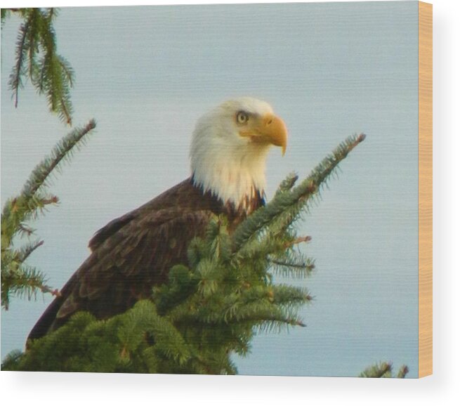 Landscape Wood Print featuring the photograph Eagle in Tree by Gallery Of Hope 