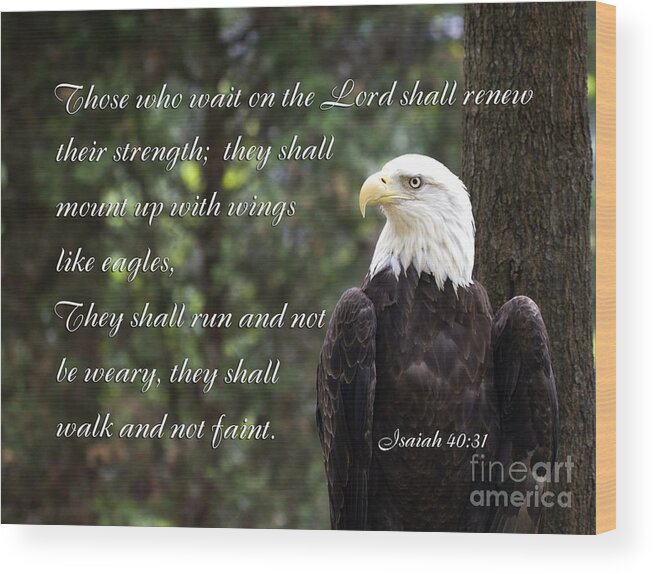 Bald Eagle Wood Print featuring the photograph Eagle Scripture Isaiah by Jill Lang