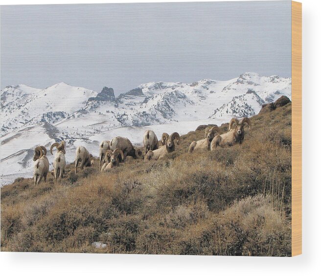 Nevada Wood Print featuring the photograph East Humboldt Rams by Darcy Tate