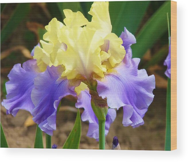 Flower Wood Print featuring the photograph Easter Iris by Jeanette Oberholtzer