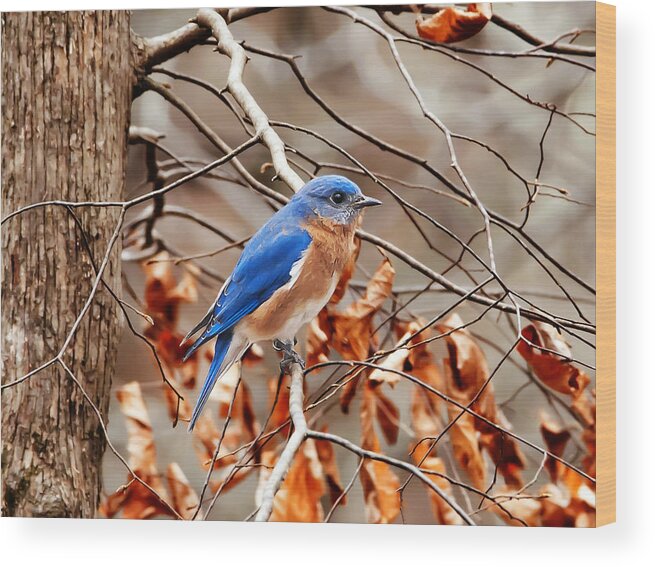 Nature Photography Wood Print featuring the photograph Eastern Blue Bird by Michael Whitaker