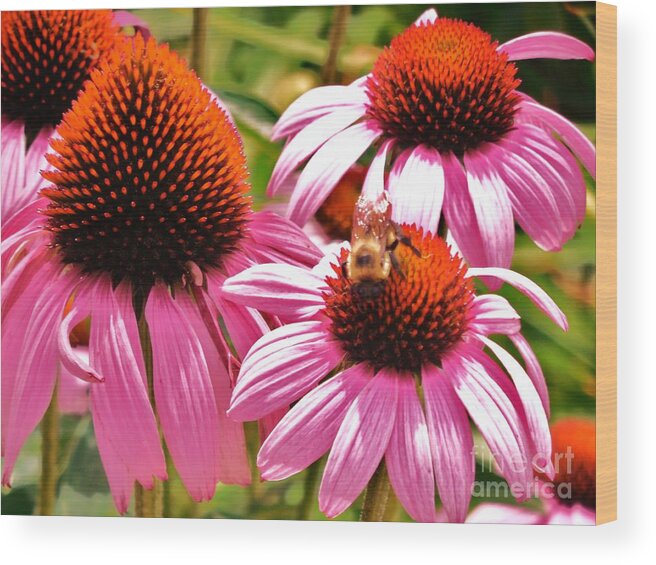 Echinacea Here's To Good Health. Wood Print featuring the photograph Ech 2 by Robin Coaker