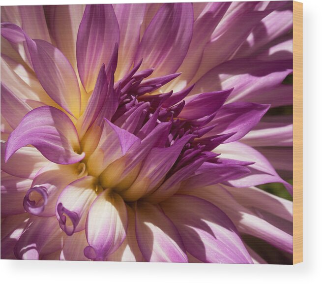 Flowers Wood Print featuring the photograph Echos by Derek Dean