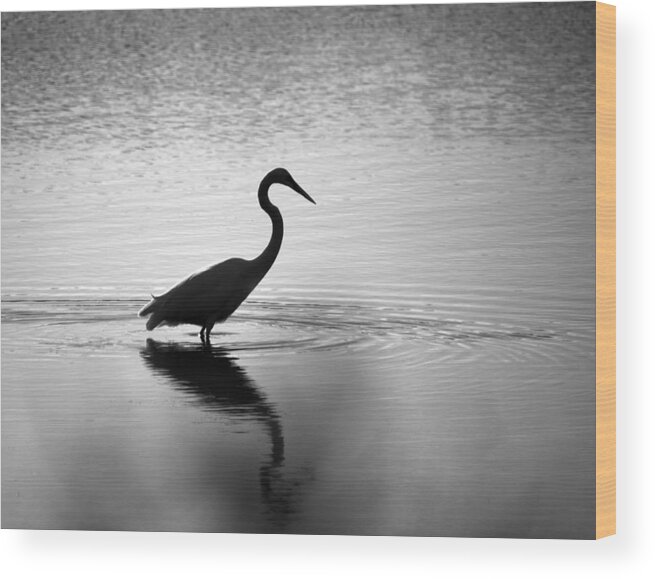 Birds Wood Print featuring the photograph Egret in BW by Paul Ross