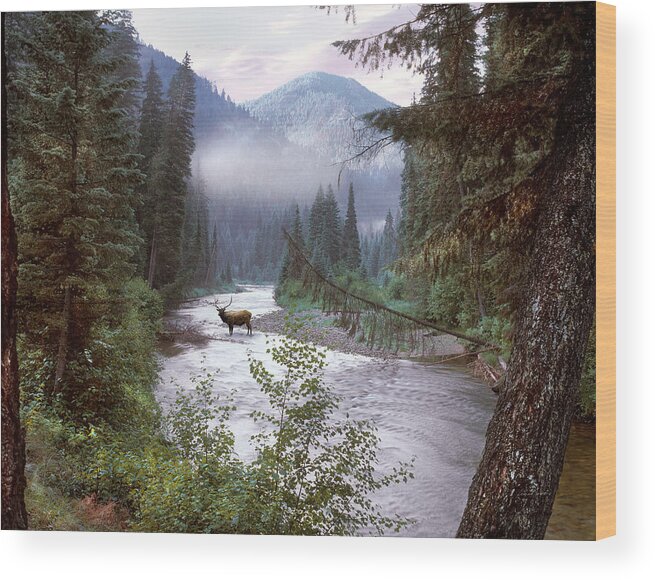 #faatoppicks Wood Print featuring the photograph Elk Crossing Selway River Idaho by Leland D Howard