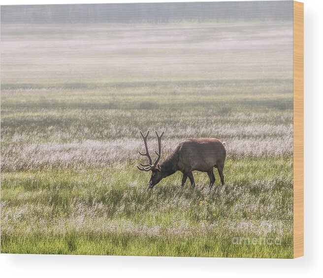Al Andersen Wood Print featuring the photograph Elk Grazing In Meadow by Al Andersen