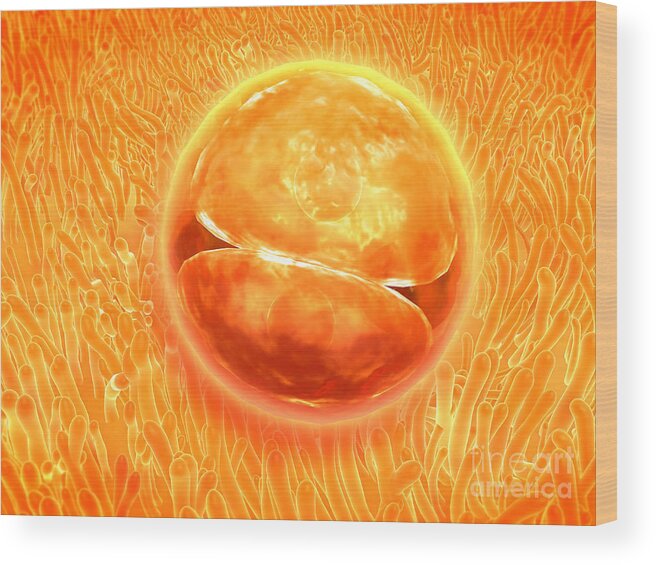 Zygote Wood Print featuring the digital art Embryo Development 24-36 Hours by Stocktrek Images