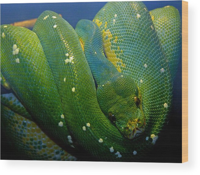 Emerald Tree Python Wood Print featuring the photograph Emerald Trouble by Susan Duda