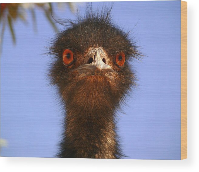 Emu Wood Print featuring the photograph Emu Upfront by Evelyn Tambour