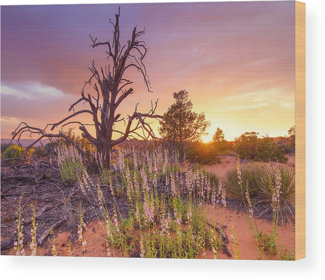 Desert Sunset Wood Print featuring the photograph Enchanted by Emily Dickey