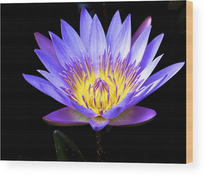 Water Lily Wood Print featuring the photograph End of Summer Bloom by Kathi Isserman