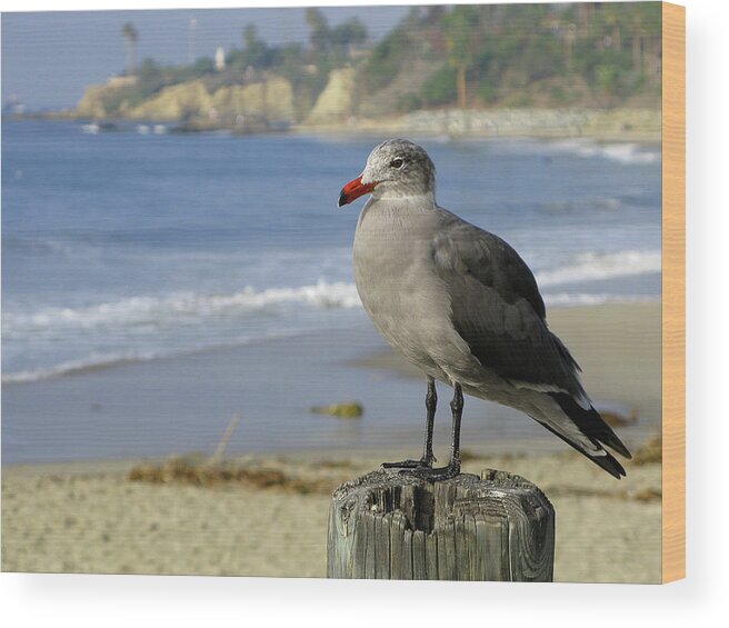 Seagull Wood Print featuring the photograph Enjoying the Day by John Loyd Rushing