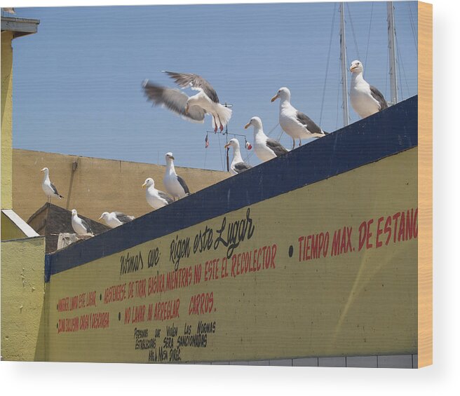 Mexico Wood Print featuring the photograph Ensenada Harbour and Fishmarket 40 by JustJeffAz Photography