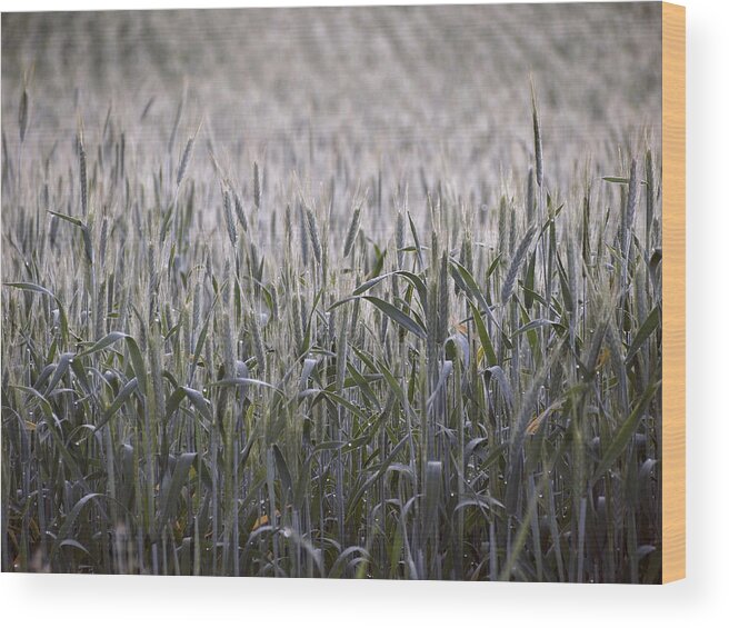 Wheat Wood Print featuring the photograph Evening Wheat by Angie Rea