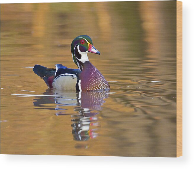 Duck Wood Print featuring the photograph Ever alert by Jim E Johnson