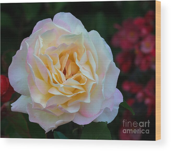 Rose Wood Print featuring the photograph Fall Rose Bloom by Robert Pilkington