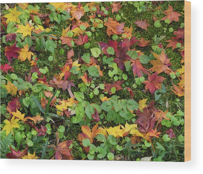 Photography Wood Print featuring the photograph Fallen Autumnal Leaves On Ground by Panoramic Images