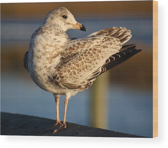 Sea Gull Wood Print featuring the photograph Fancy Sea Gull by Paulette Thomas