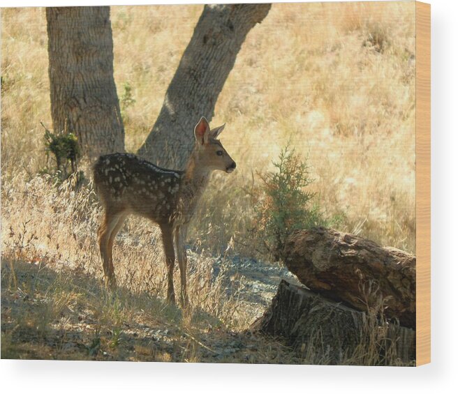 Mountains Wood Print featuring the photograph Fawn Contemplating by William McCoy