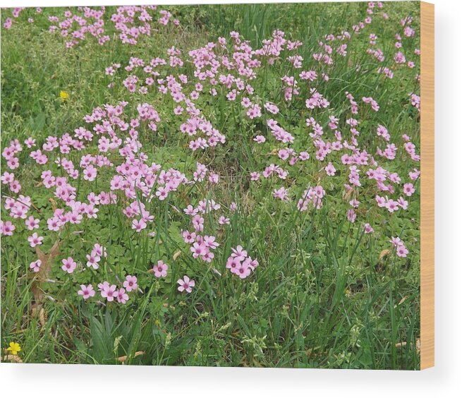 Wild Flower Wood Print featuring the photograph Field of Pink by Bill TALICH