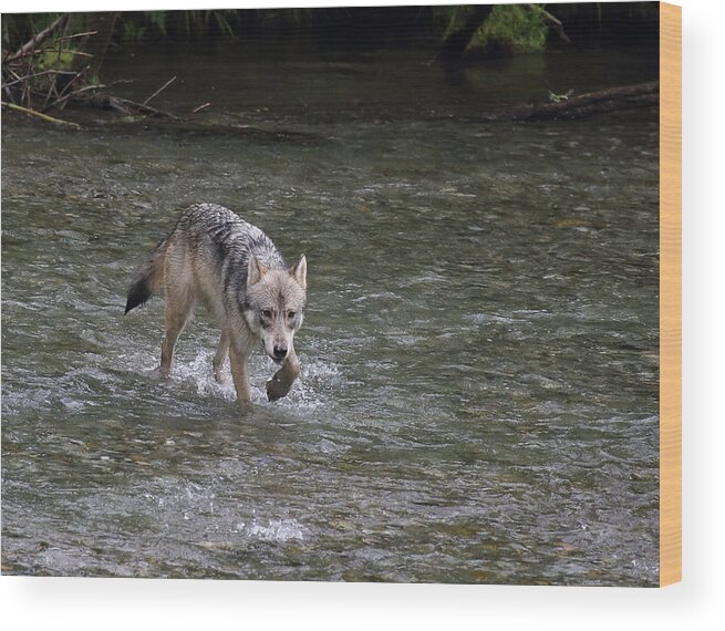 Wolf Wood Print featuring the photograph Fish Creek Wolf by Jean Clark